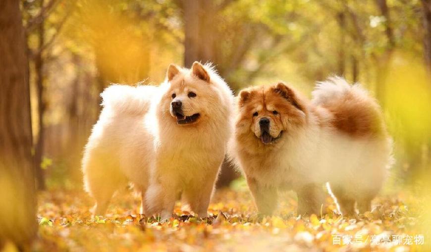 松狮幼犬吃什么比较好养活,松狮幼犬怎么喂养方法图解