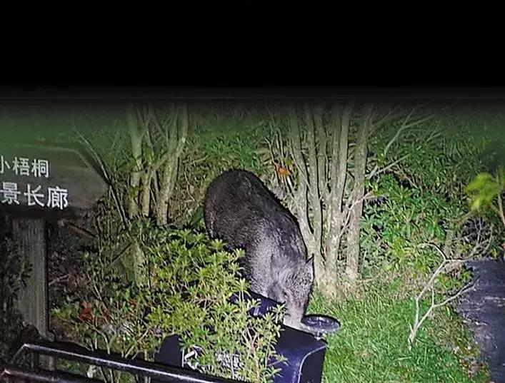 梧桐山风景区登山步道惊现野猪,在梧桐山上遇见野猪该怎么办
