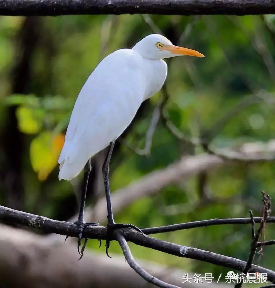 9090000㎡！余杭新增一大型公园，1299个足球场大！