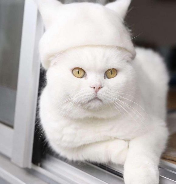 你家的喵星人这么皮吗,你家的猫咪能看见的特点