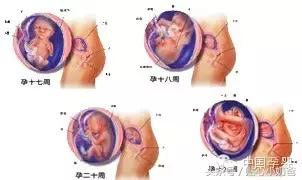 胎儿发育过程图3d动画,胎儿发育过程图水果