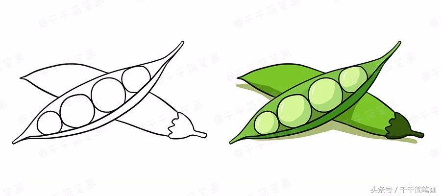 绘画蔬菜成长记,蔬菜成长记绘画图文