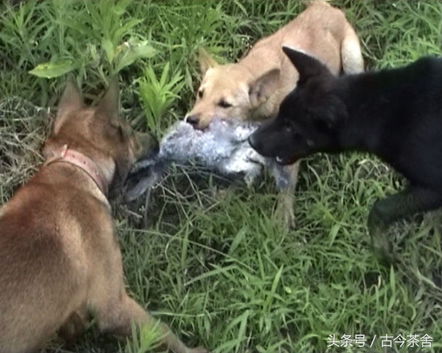 资治通鉴刘邦项羽彭城之战,资治通鉴怎么记载刘邦