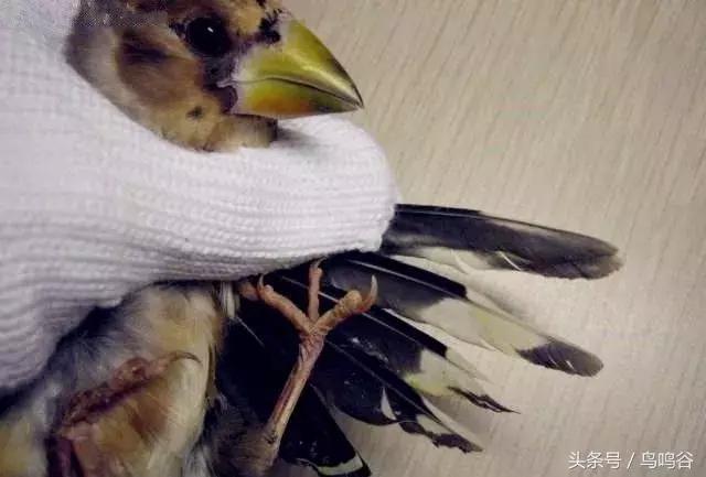 黑头蜡嘴鸟公母区别,黑尾蜡嘴雀小鸟怎么分公母