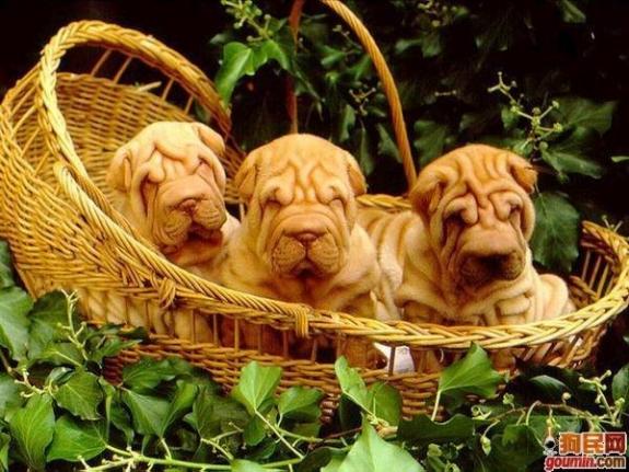 各种狗狗搞笑视频集锦,狗狗集锦