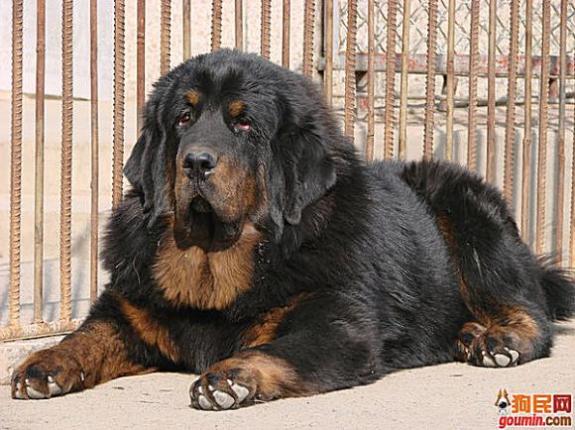 各种狗狗搞笑视频集锦,狗狗集锦