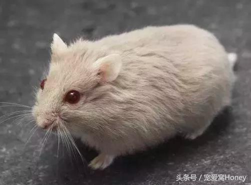 三线仓鼠和银狐仓鼠一起养可以吗,紫仓仓鼠和三线仓鼠哪个仓鼠更好