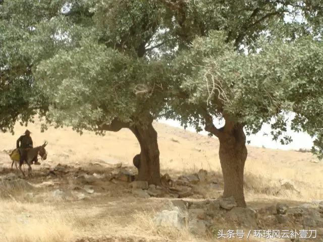 阿拉伯世界为什么会分裂,阿拉伯世界为什么那么乱