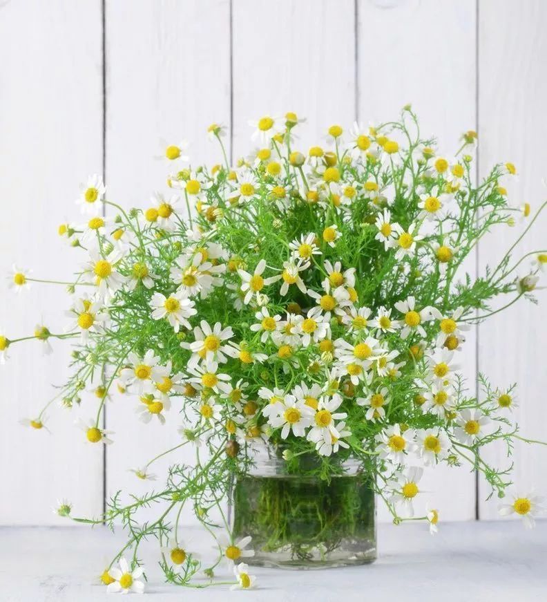 适合敏感肌的湿敷水洋甘菊,洋甘菊纯露修复敏感肌反馈