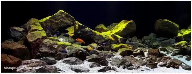 什么是原生态鱼,河北水族箱原生态