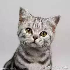 猫癣在治疗的过程中传染吗,让猫传染的猫癣怎么治疗