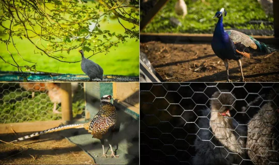 有超大草坪的庄园,大型生态农场庄园10万亩