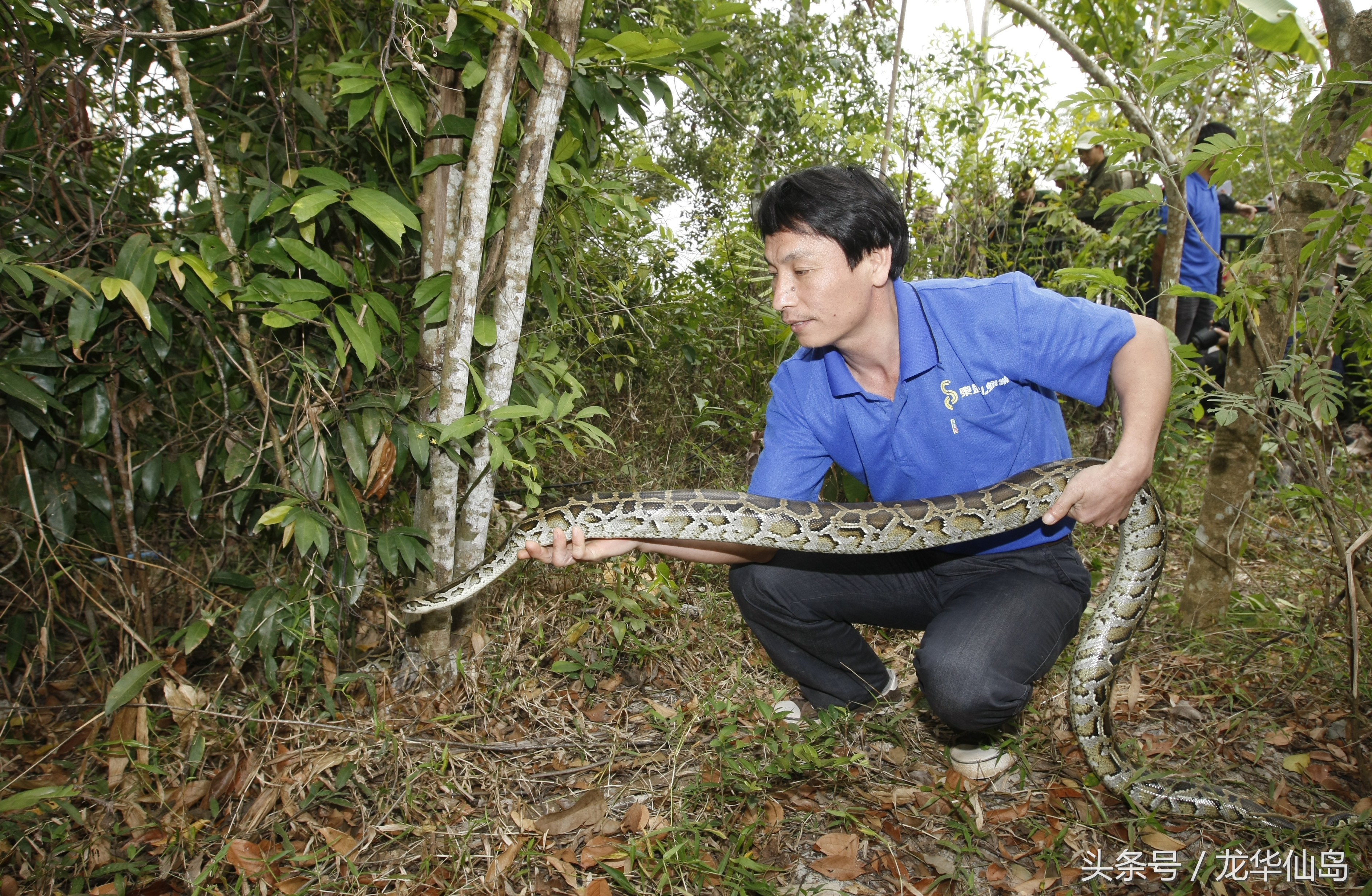 热带雨林探险之旅遇见蛇,亚公顶森林公园蟒蛇