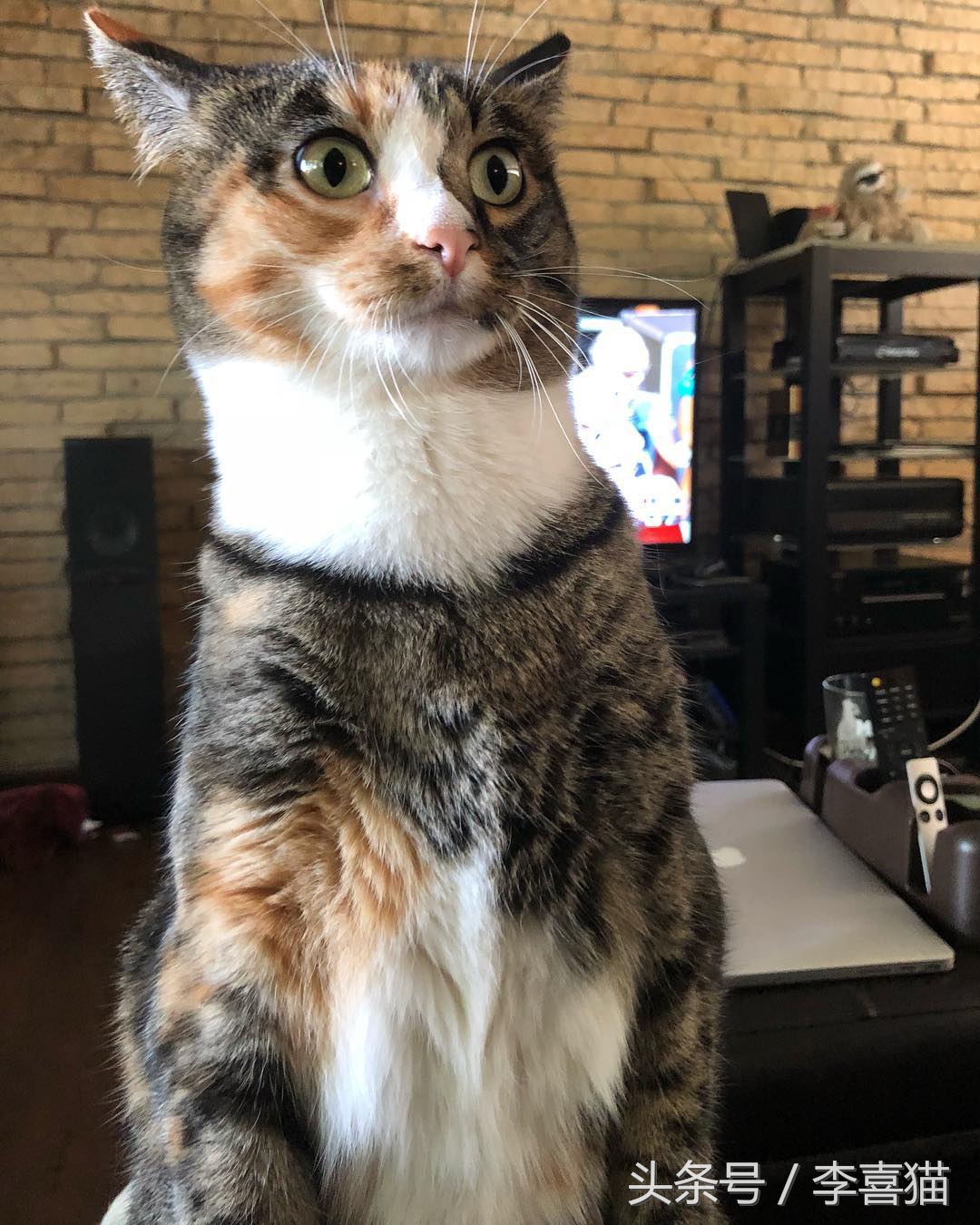 猫咪为什么看到黄瓜会吓到飞起来,猫咪被黄瓜吓是什么原因