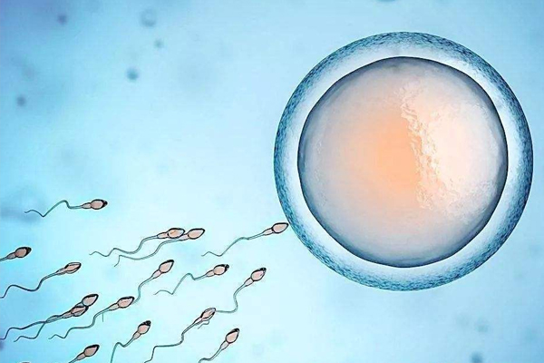 女人一生大约排出多少个卵,女人一生中有多少个卵子排出