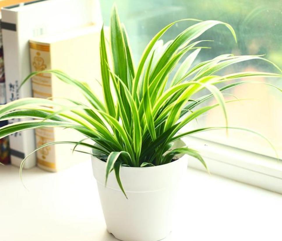 吊兰黄叶的原因及解决办法,吊兰老是不生根怎么办