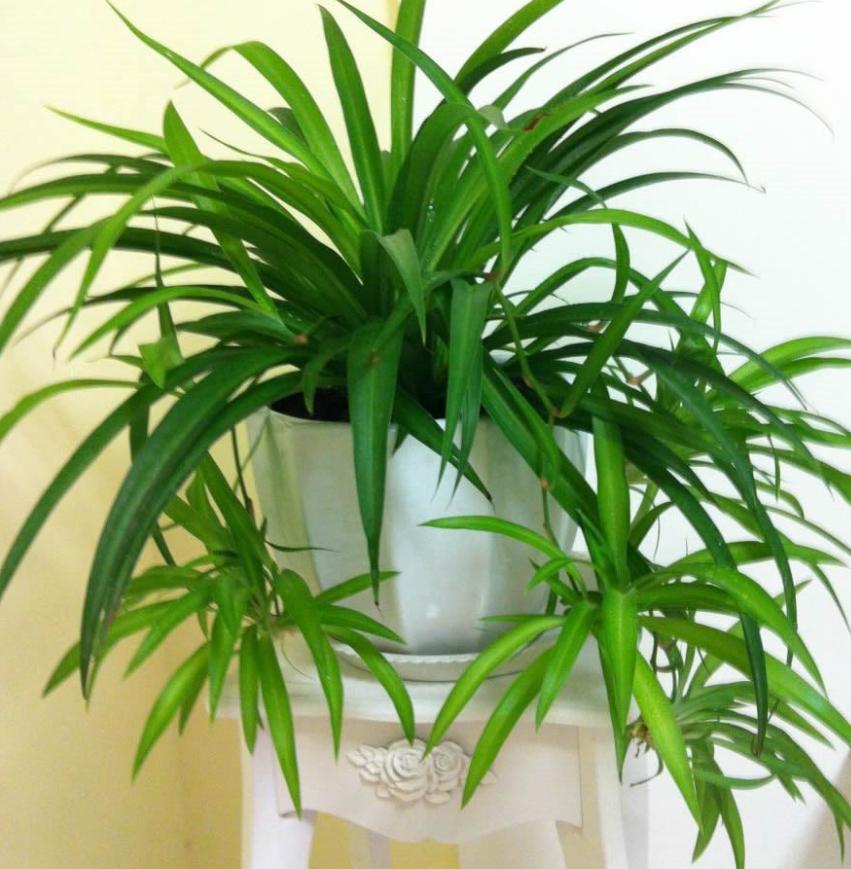 吊兰黄叶的原因及解决办法,吊兰老是不生根怎么办