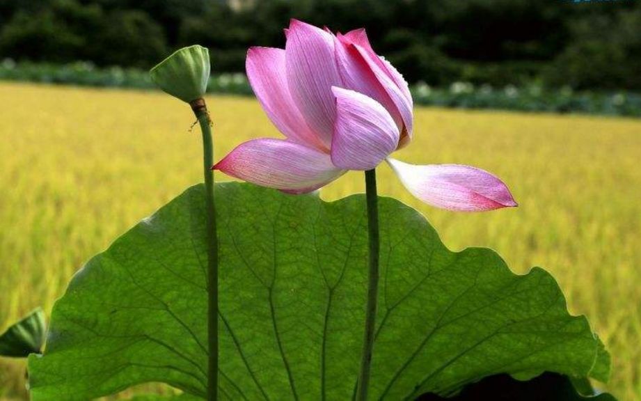 乘风破浪的励志诗词,乘风破浪的原创诗