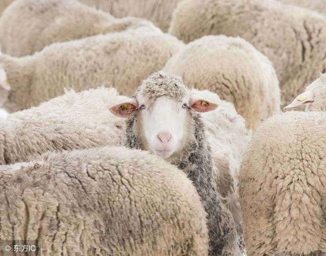 羊绒大衣含羊绒与不含羊绒咋区别,纯羊毛面料的羊绒大衣好吗