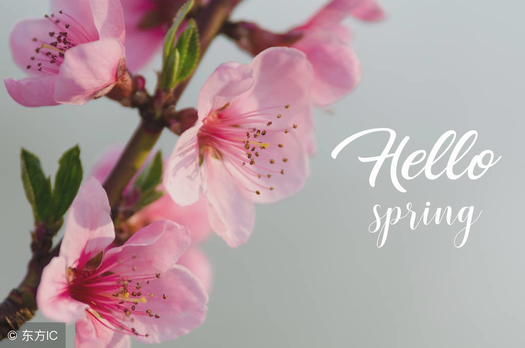 桃花运是什么意思怎么解释,桃花运代表什么意思呢