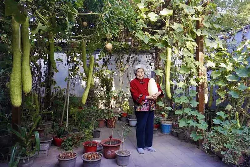 瓜果飘香的丰收季,内蒙古丰收节上瓜果飘香