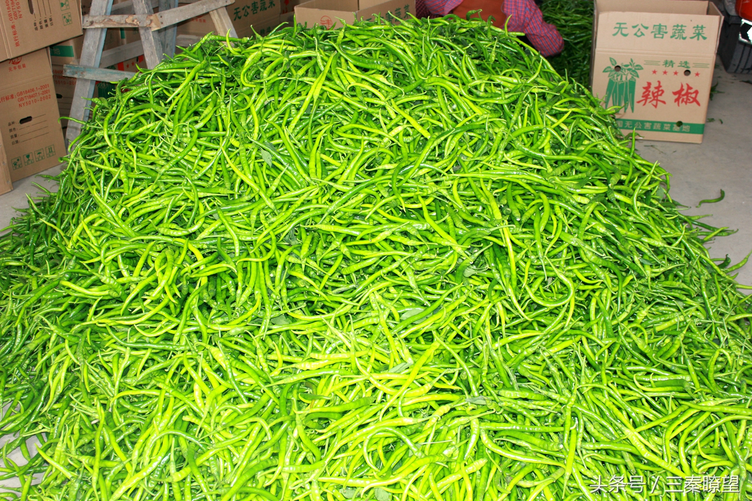 小产业引领大发展——陕西蒲城县龙池镇平头村高会学发展辣椒产业带领村民脱贫致富事迹