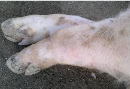 口蹄疫的诊断和治疗措施,口蹄疫病怎么预防和治疗