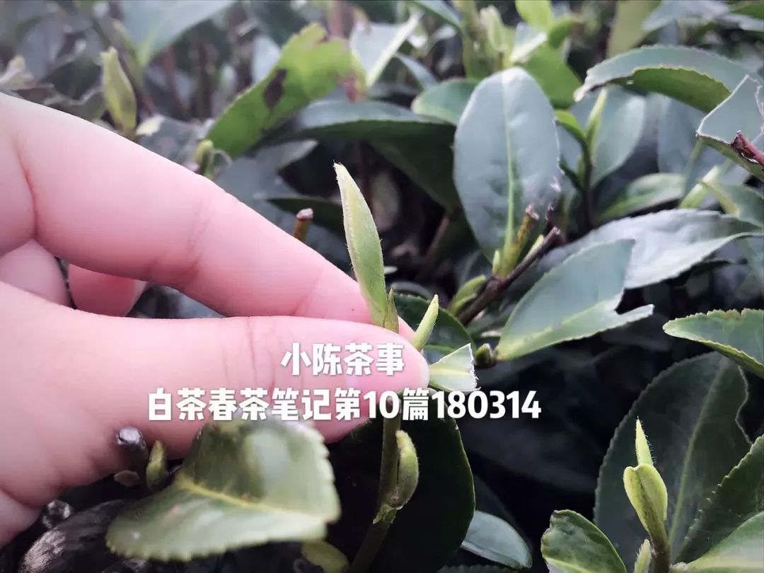 在淘宝上买茶还是在实体店买茶 (为什么不想在网上买茶)