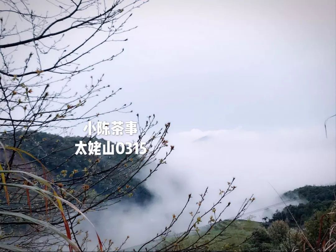 为什么网上买茶,怎么在淘宝上买茶