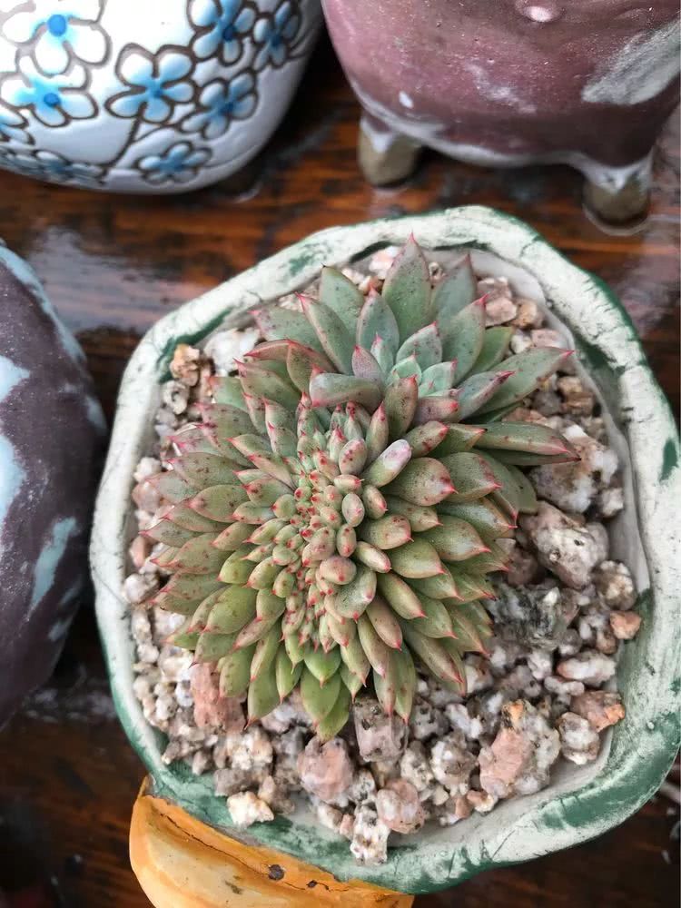 大家平时养多肉比较喜欢哪个系列,四年的养殖生涯