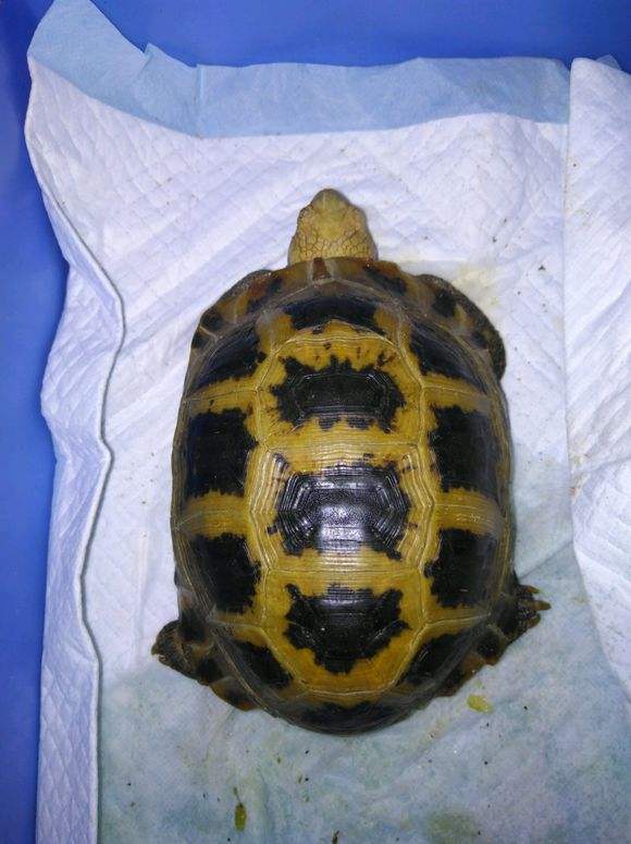 秋季准备工作；缅陆该如何冬眠？