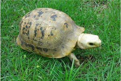 秋季准备工作；缅陆该如何冬眠？