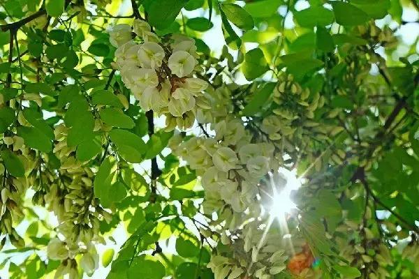 大连到四川自驾游路线经典攻略,大连到长白山自驾游攻略沿途景点