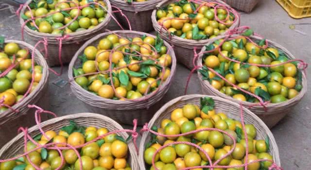 皇帝柑种植户,今年皇帝柑什么时候上市