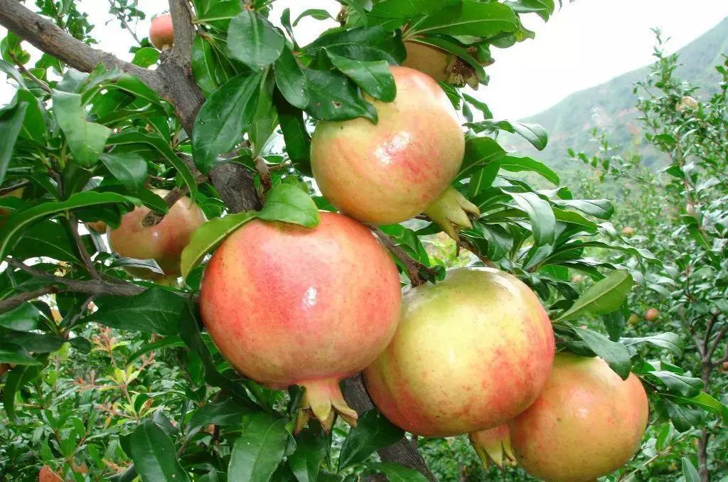 石榴突尼斯软籽石榴简介,超大石榴突尼斯软籽石榴图片