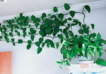 绿萝最喜欢的几种水,绿萝浇什么水养的活