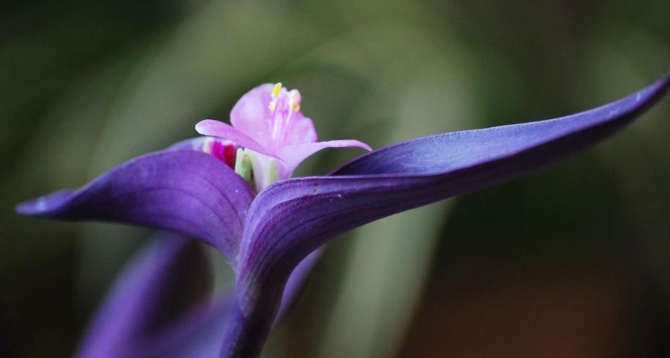 紫罗兰开花的正确方法,重瓣紫罗兰如何种植的