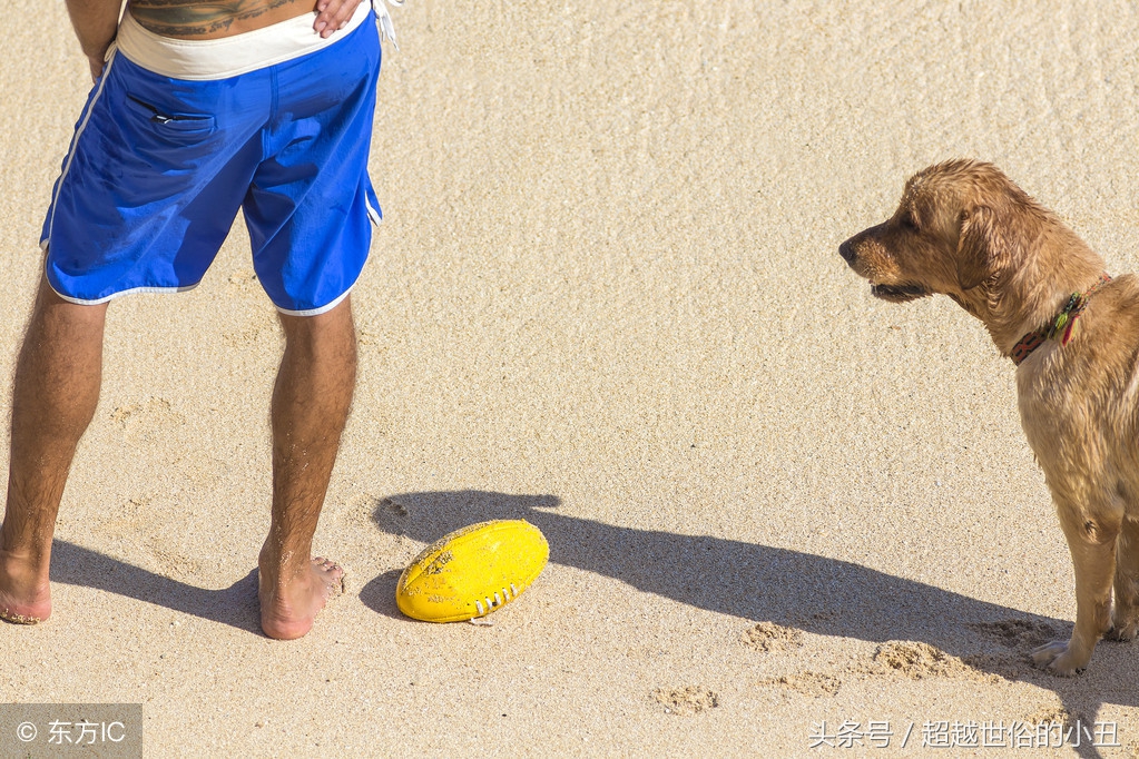 如何训练金毛大小便正常,怎么训练金毛每天都大小便