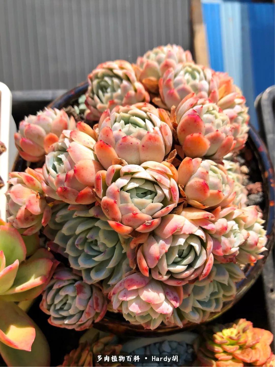 别人家的奶爸,别人家的多肉!一枚窗台*党**的多肉进阶之路!