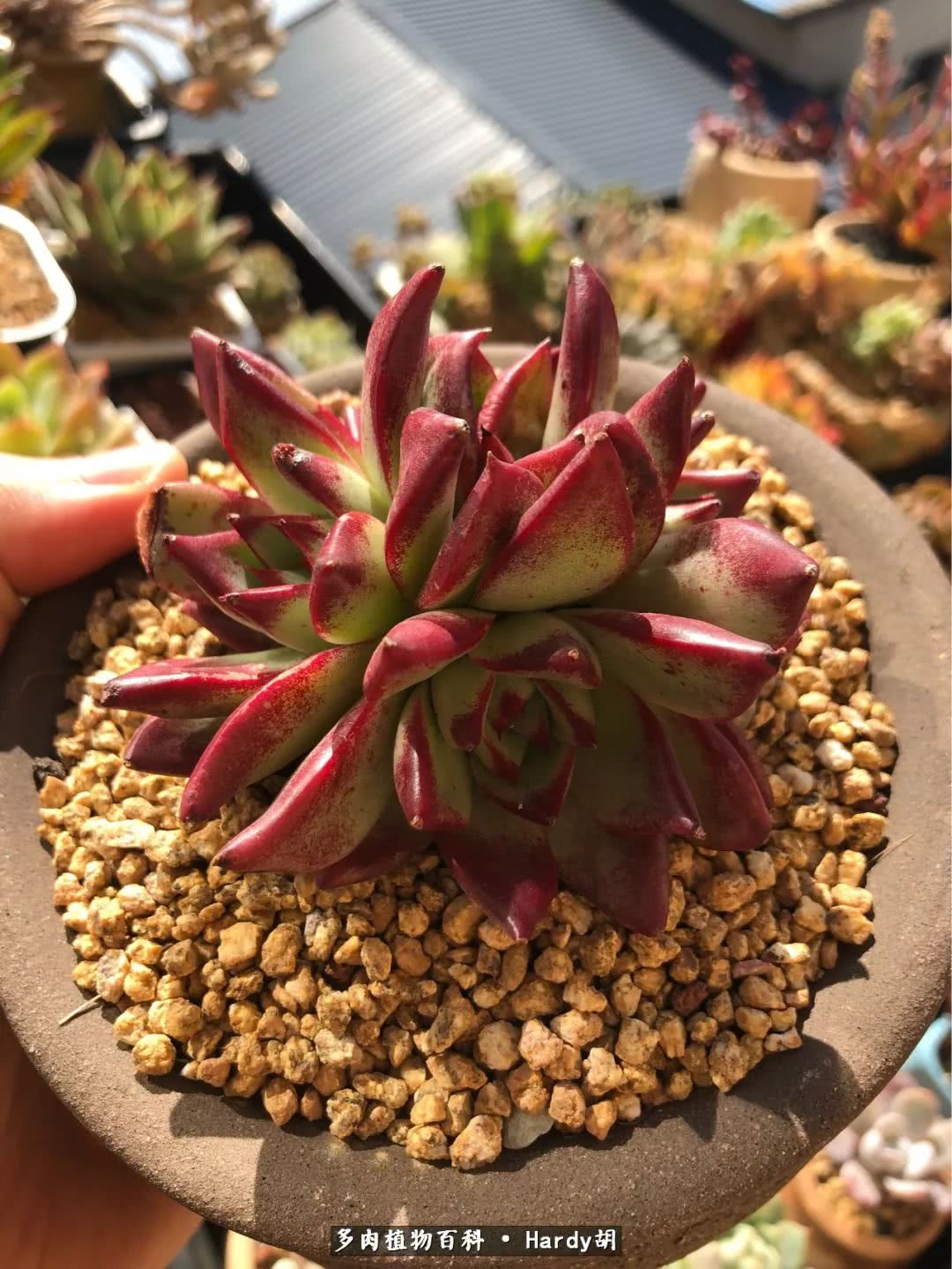 别人家的奶爸,别人家的多肉!一枚窗台*党**的多肉进阶之路!