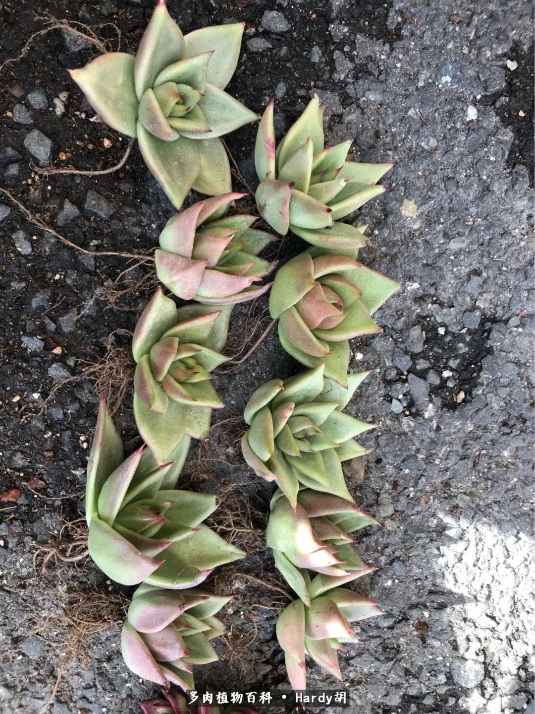 别人家的奶爸,别人家的多肉!一枚窗台*党**的多肉进阶之路!