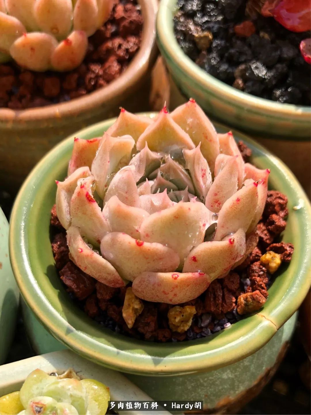 别人家的奶爸,别人家的多肉!一枚窗台*党**的多肉进阶之路!