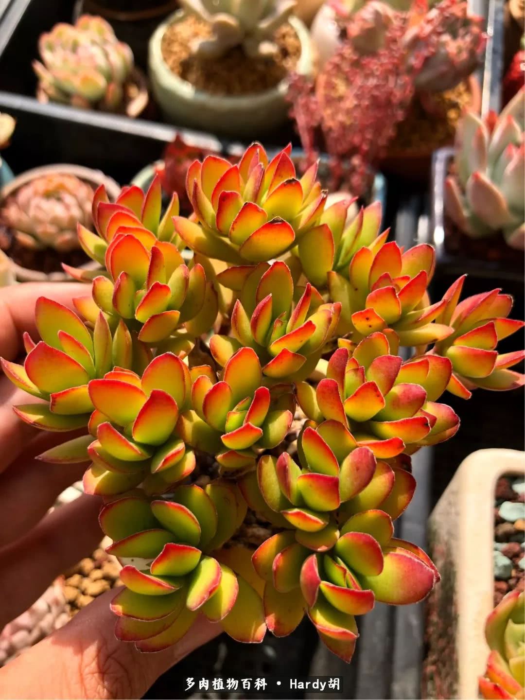 别人家的奶爸,别人家的多肉!一枚窗台*党**的多肉进阶之路!