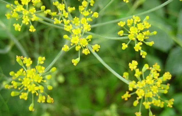 种植价值高的香料植物,农村十大香料根茎植物
