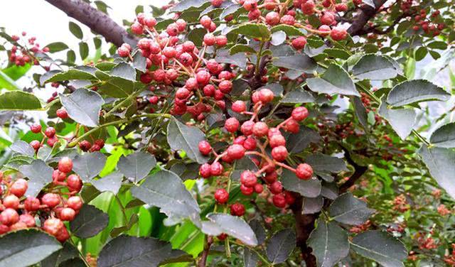 种植价值高的香料植物,农村十大香料根茎植物