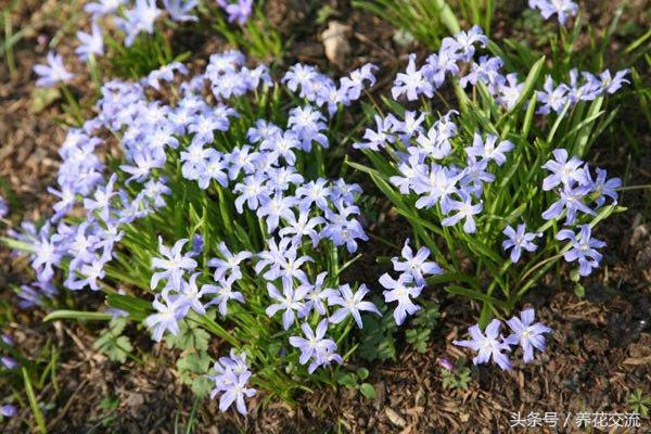 零下40度的西伯利亚有多冷,西班牙蓝铃花耐寒吗