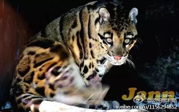 梦醒时分中国好歌曲,梦醒时分云南完整版