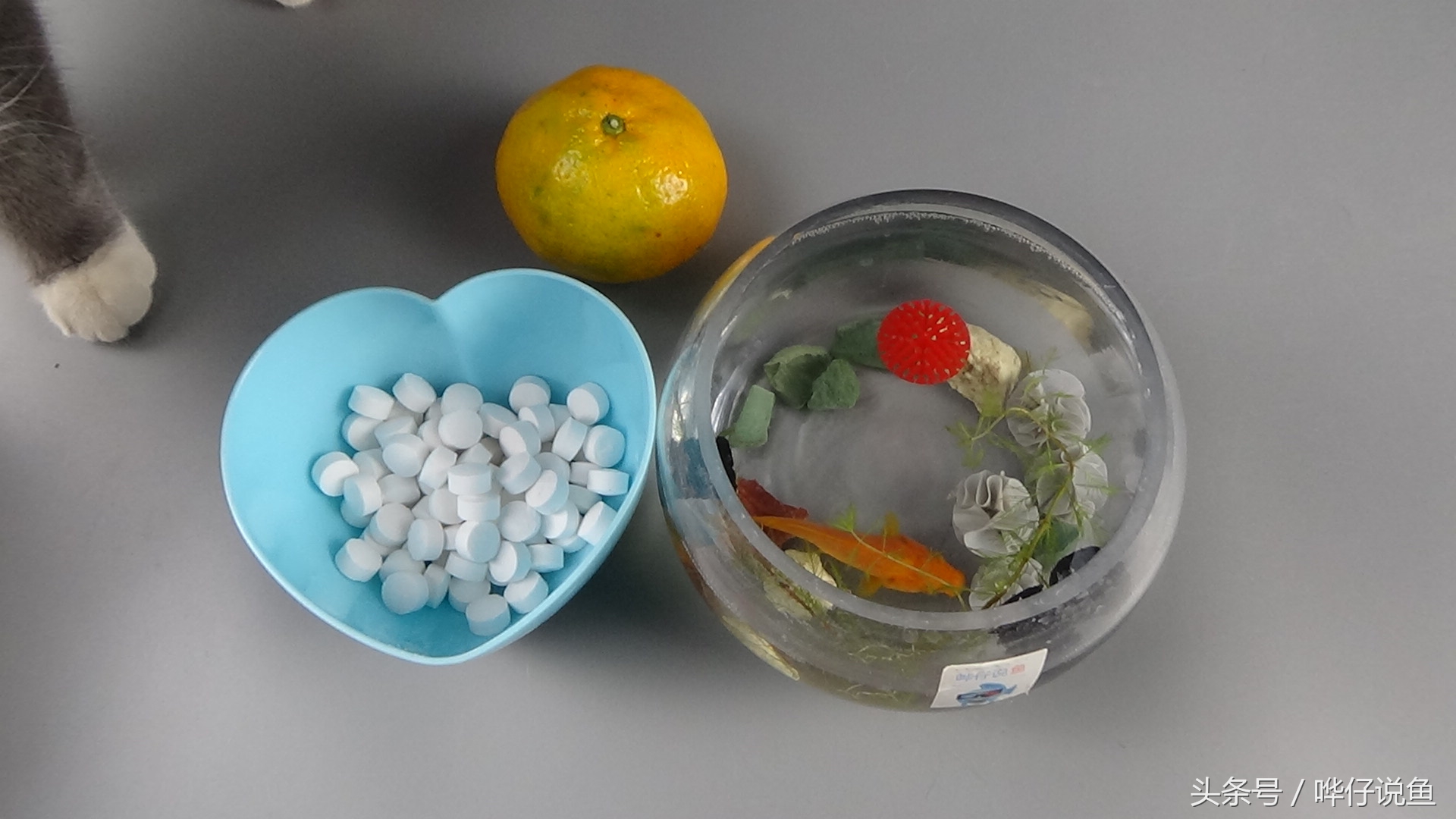 说句实话！要想把观赏鱼养好，这种鱼药还是常备一点的好