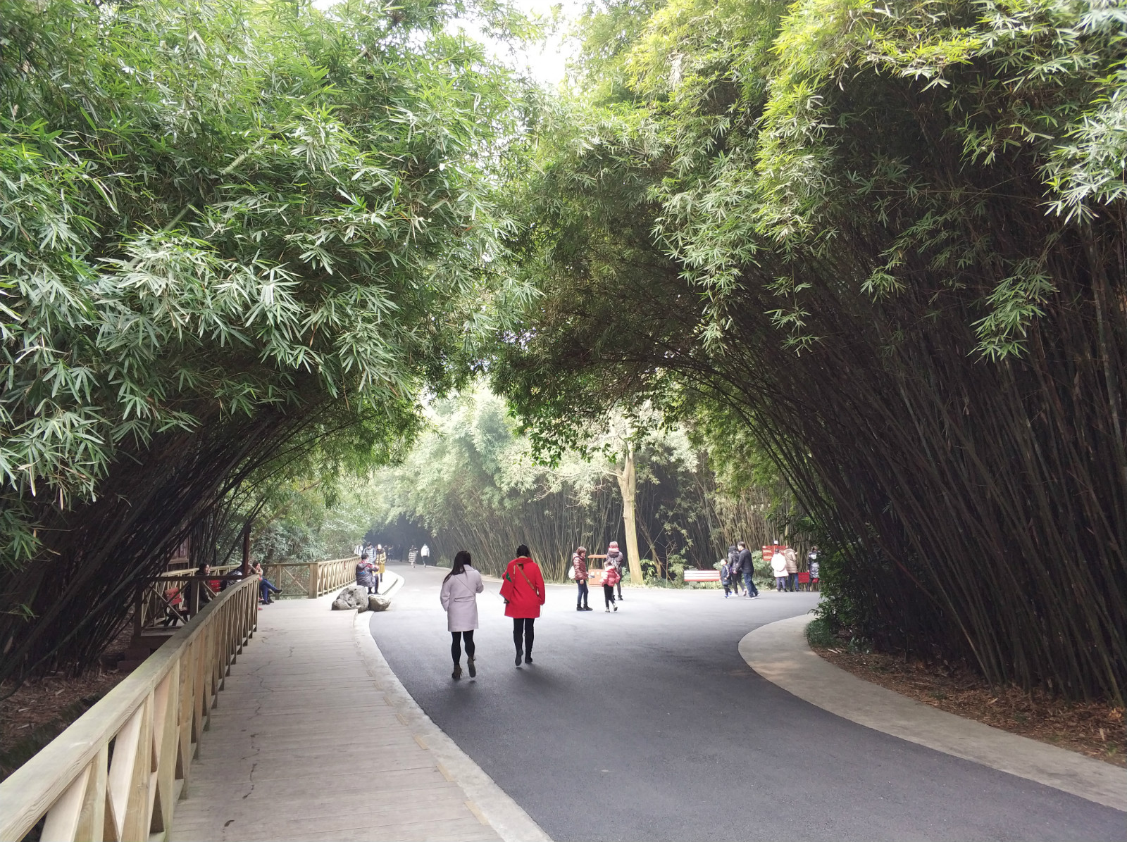 到广州长隆野生动物园看熊猫,看熊猫是去广州长隆还是四川成都