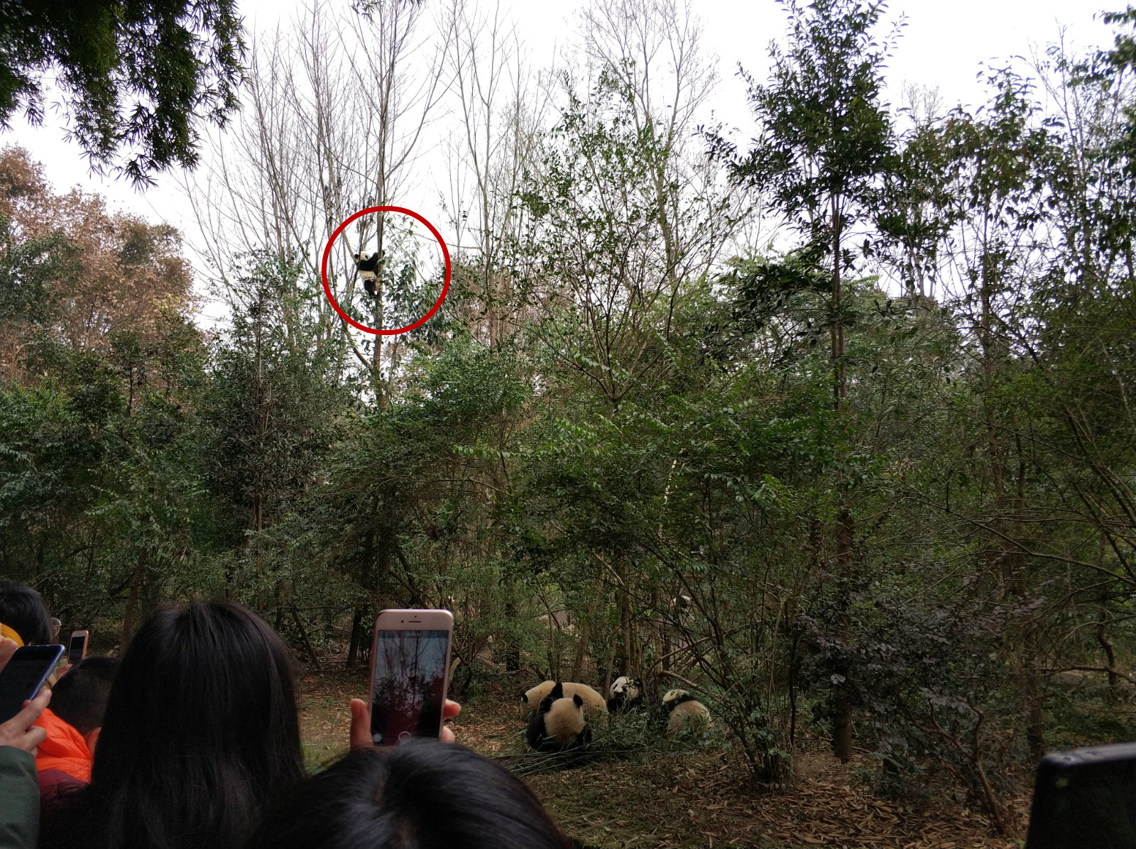 到广州长隆野生动物园看熊猫,看熊猫是去广州长隆还是四川成都